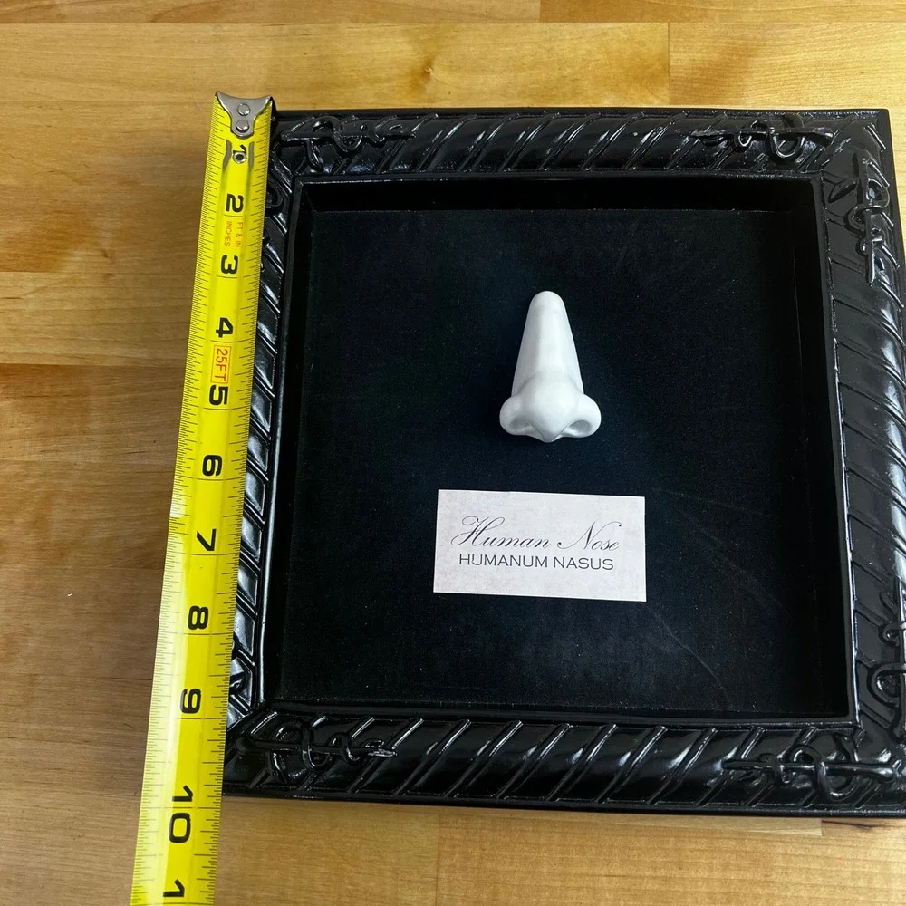 Metal‎ Framed Human Nose Lab Specimen Halloween Square Wall Decor Seasons USA